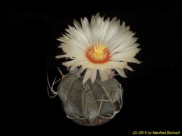 Astrophytum niveum 2304